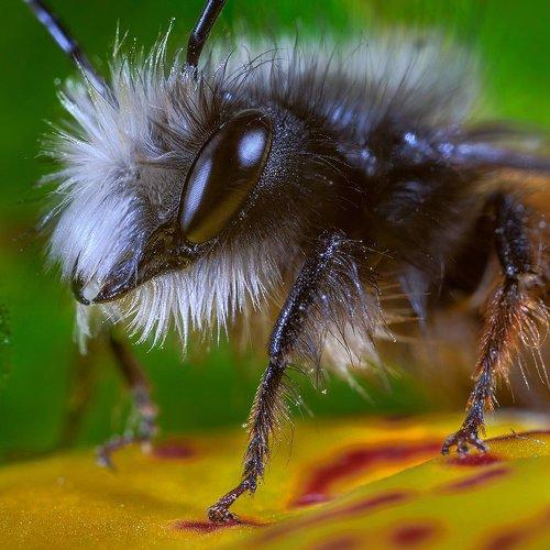 Bee in flower