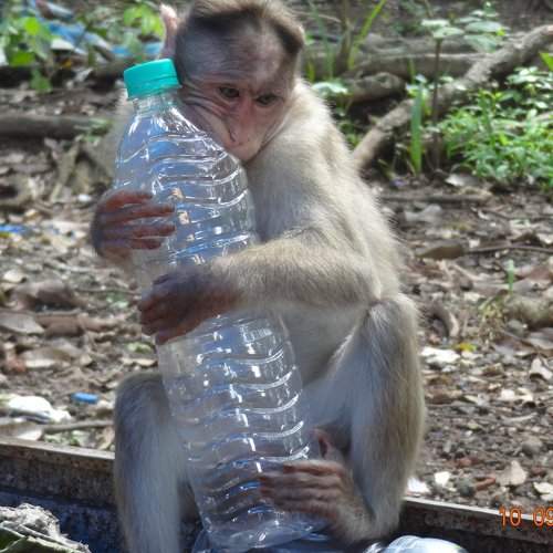 MONKEY WITH BOTTEL