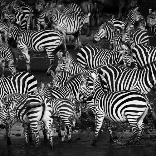 Zebra Crossing