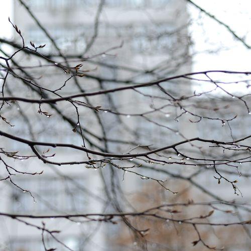 Photo #1533349