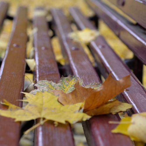 Photo #1533351
