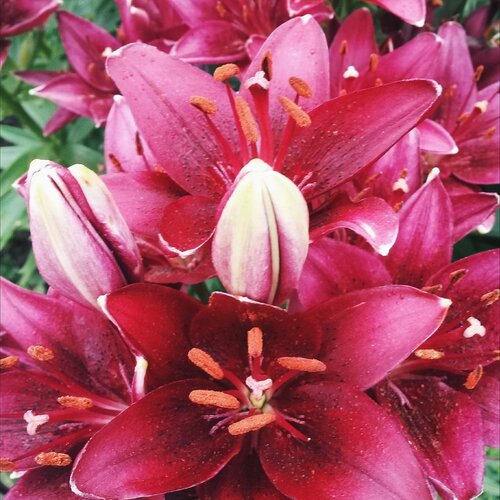 Photo #1535434
