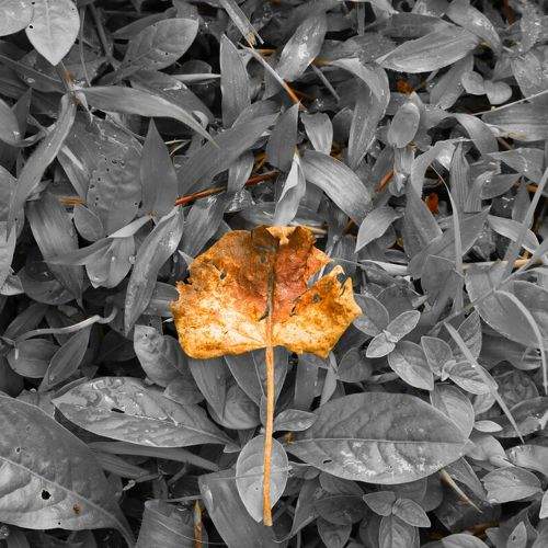 leaf