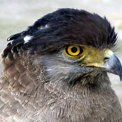 Where eagle's eye dare