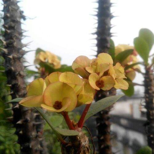 Crown of thorns