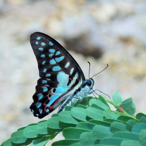 Blue butterfly