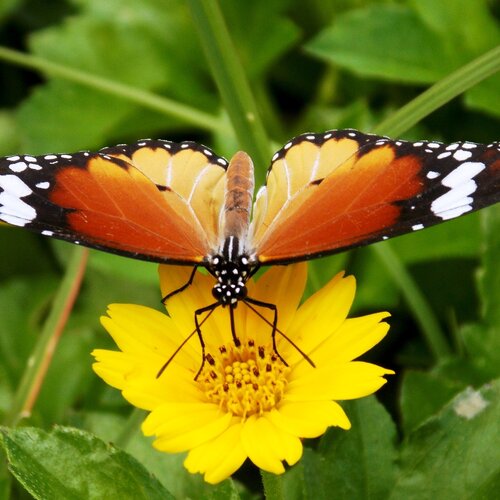 Yellow butterfly