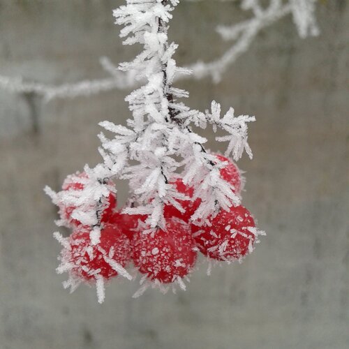 Photo #1540168