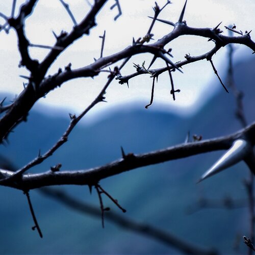 Thorns