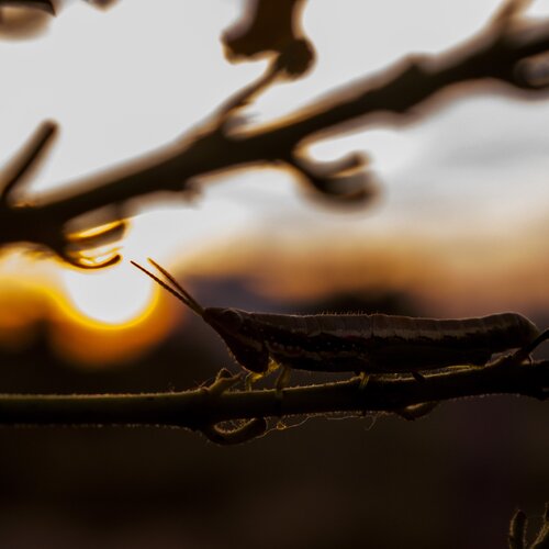 Macro