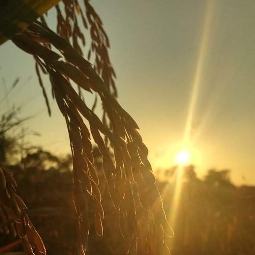 sunshine...