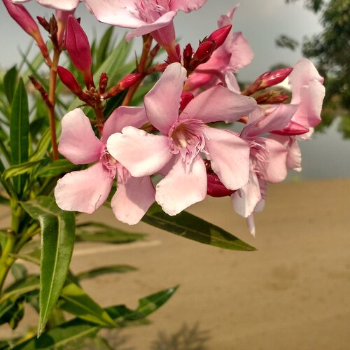 pink flower