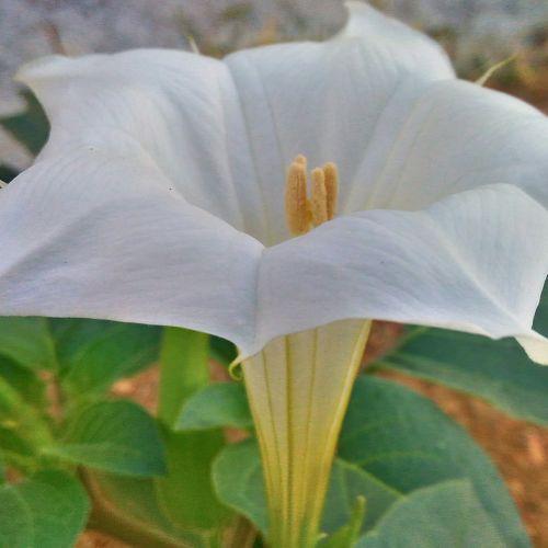 Flower blossom