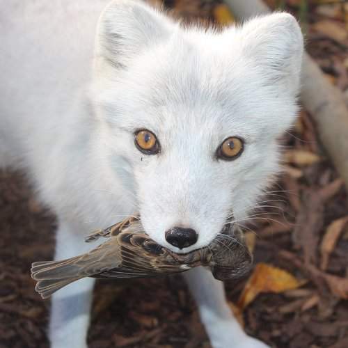baby white fox