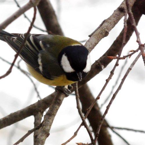 Photo #1547705