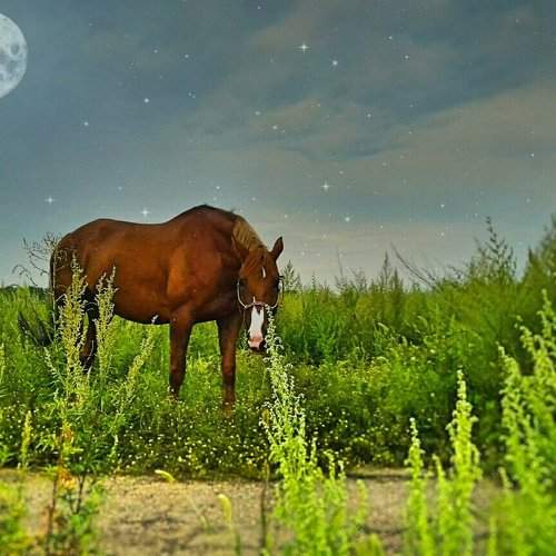 The Moon