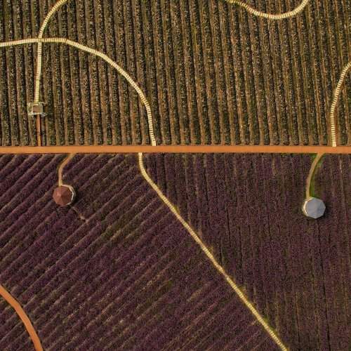 Flower field shot from above (300 m)