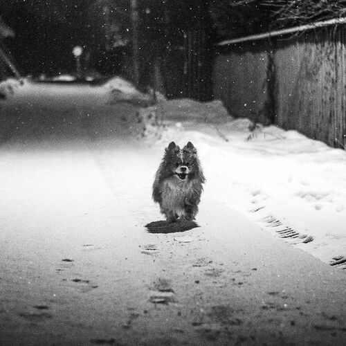 Пончик