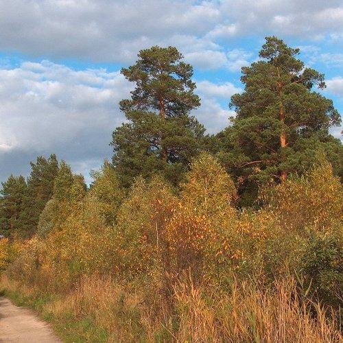 Золотая осень