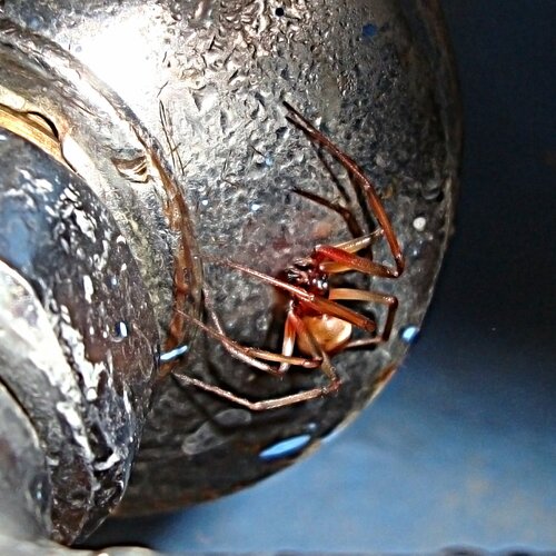 plumbing, insect, spider, photo