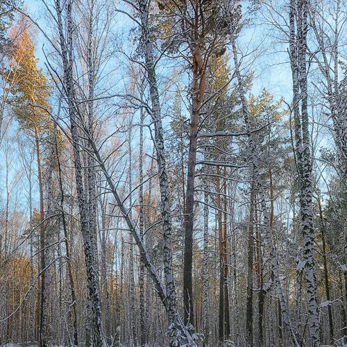 Свет в лесу