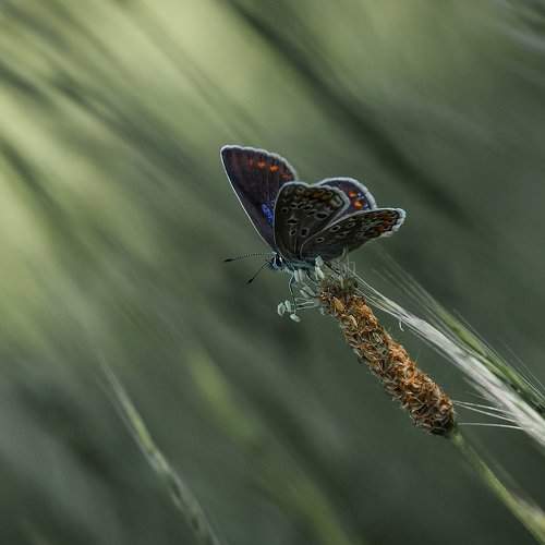 Photo #1552952