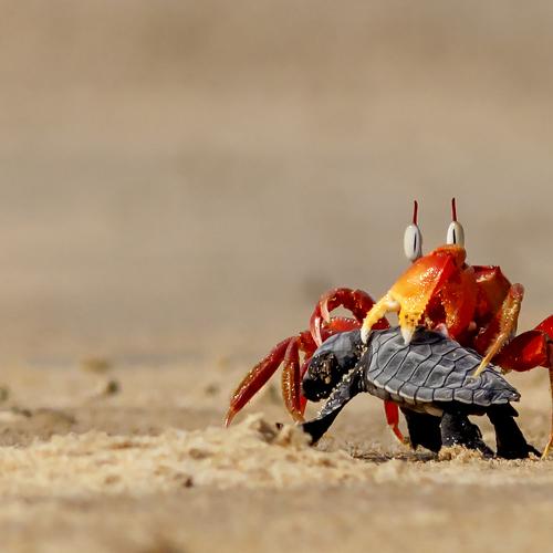 Crab Vs Turtle