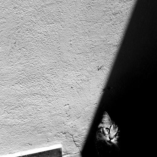 El lado oscuro de Fidel/the dark side of Fidel
