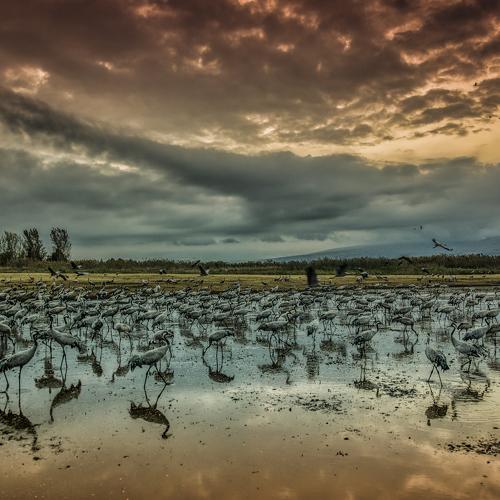 Where the wild cranes grow