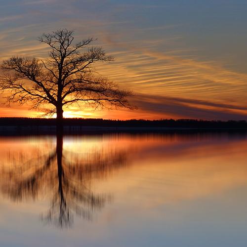 The mirror