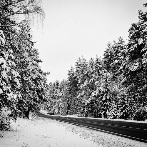 Road in the Forest