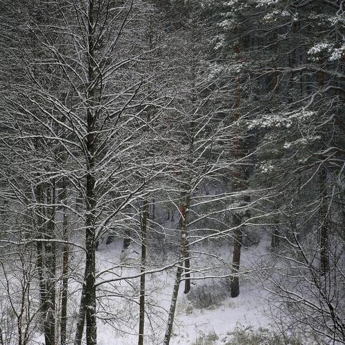 Лыжными тропами.