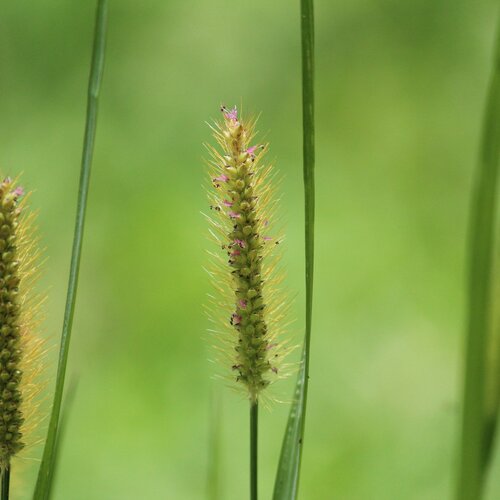 Green detail