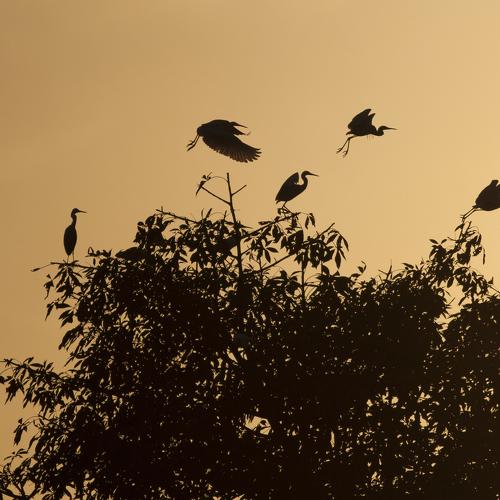 Going to Home. (Little Egrets)