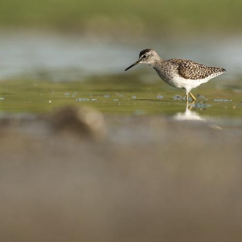 Wood Sandpiper.