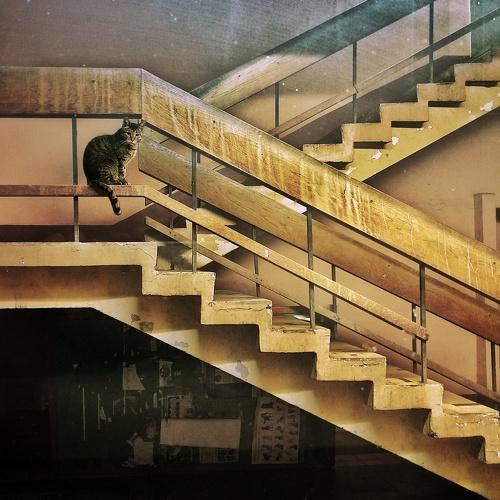 Cat house