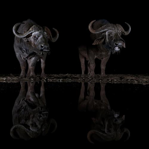 buffalos in the night
