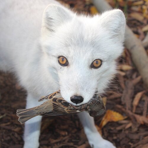 baby white fox
