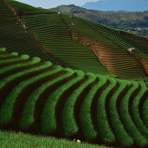 The Leeks Terrace