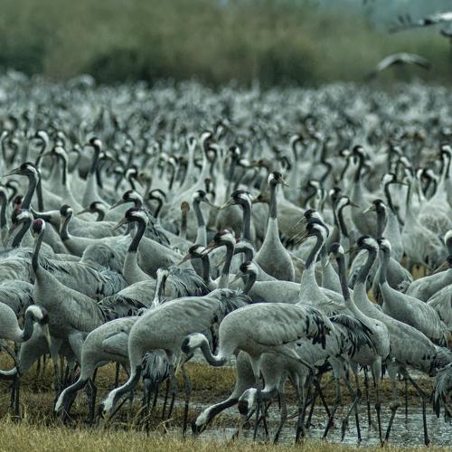 Cranes of the hula valley