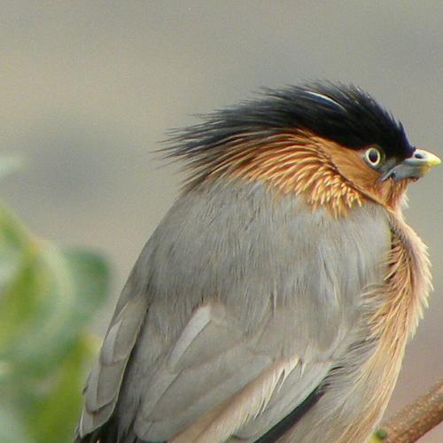 King bird