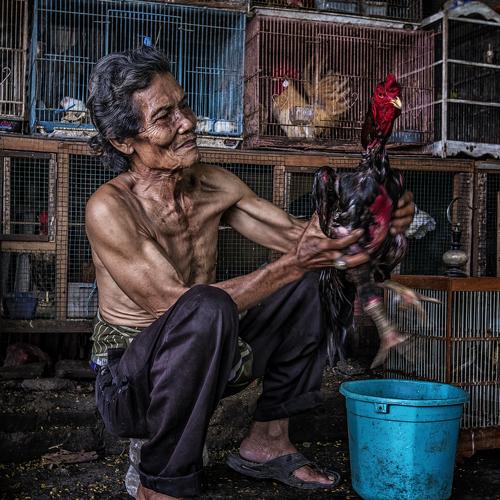 A man with his fighting cockerel @ Indramayu, Indonesia