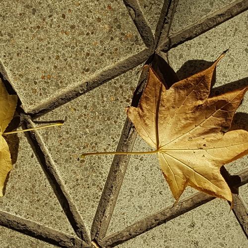 Tree leaves on the ground
