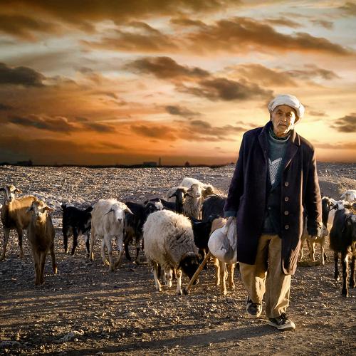 shepherd