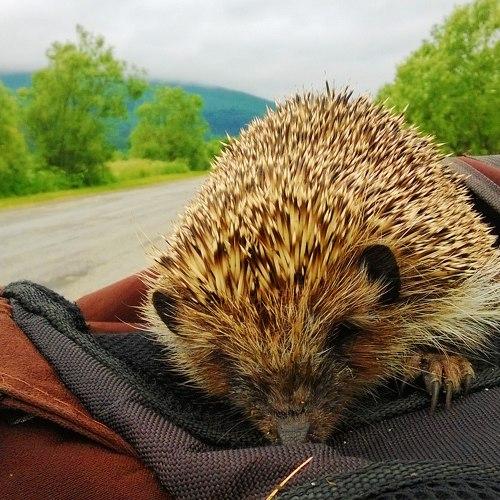 Photo #1567131