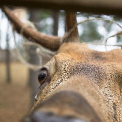 Deer