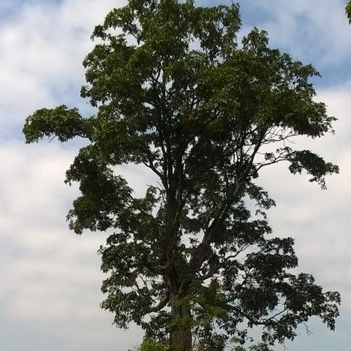 save nature