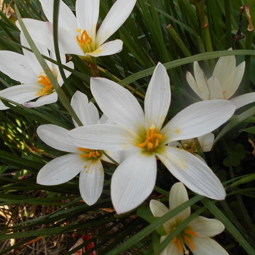 Morning Lillies