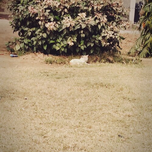 cat