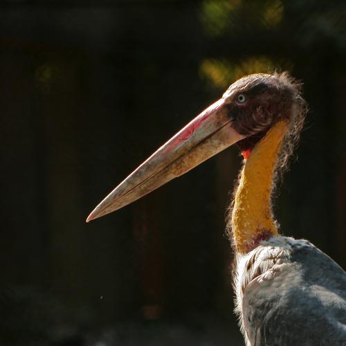 Bird99